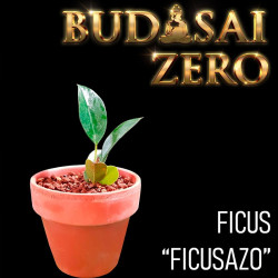 Budasai Bonsai Zero Ficus...