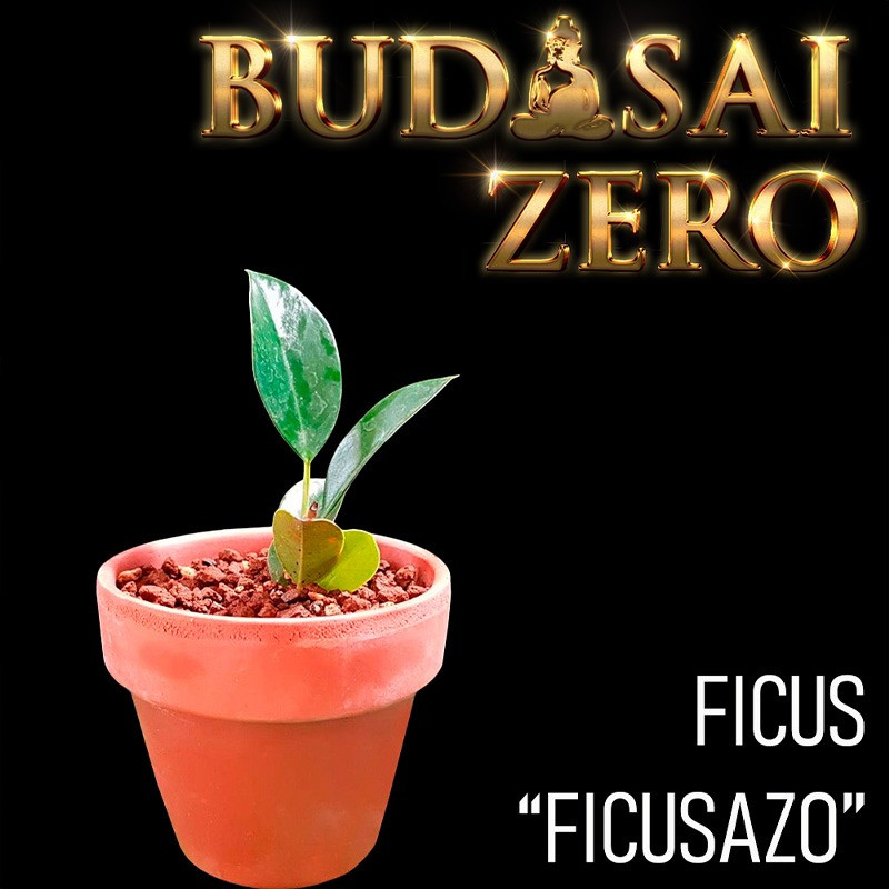 Budasai Bonsai Zero Ficus Ficusazo (con certificado)