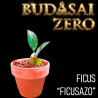Budasai Bonsai Zero Ficus Ficusazo (con certificado)