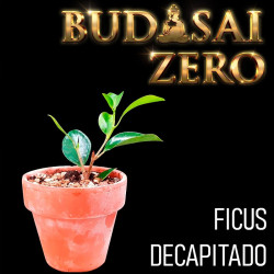 Budasai Bonsai Zero Ficus...