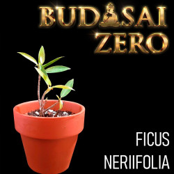Budasai Bonsai Zero Ficus...