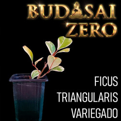 Budasai Bonsai Zero Ficus...