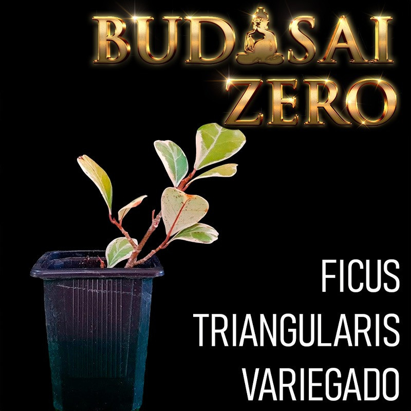 Budasai Bonsai Zero Ficus Triangularis Variegado