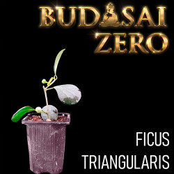 Budasai Bonsai Zero Ficus...