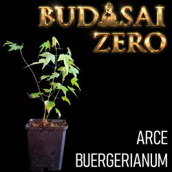Budasai Bonsai Zero Arce...