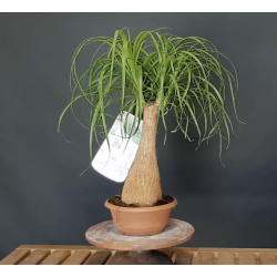 Nolina (Beaucarnea)
