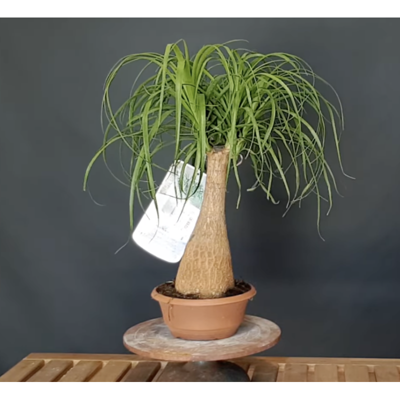 Nolina (Beaucarnea)