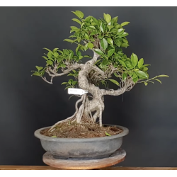 Ficus 690726