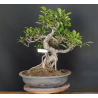 Ficus 690726