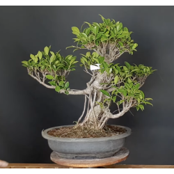 Ficus 690730