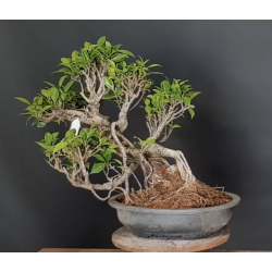 Ficus 690727