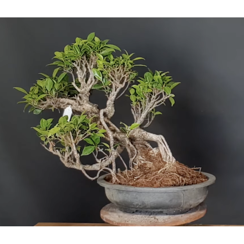 Ficus 690727