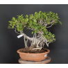 Ficus 690729
