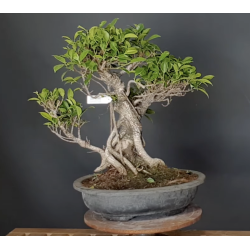 Ficus 690728