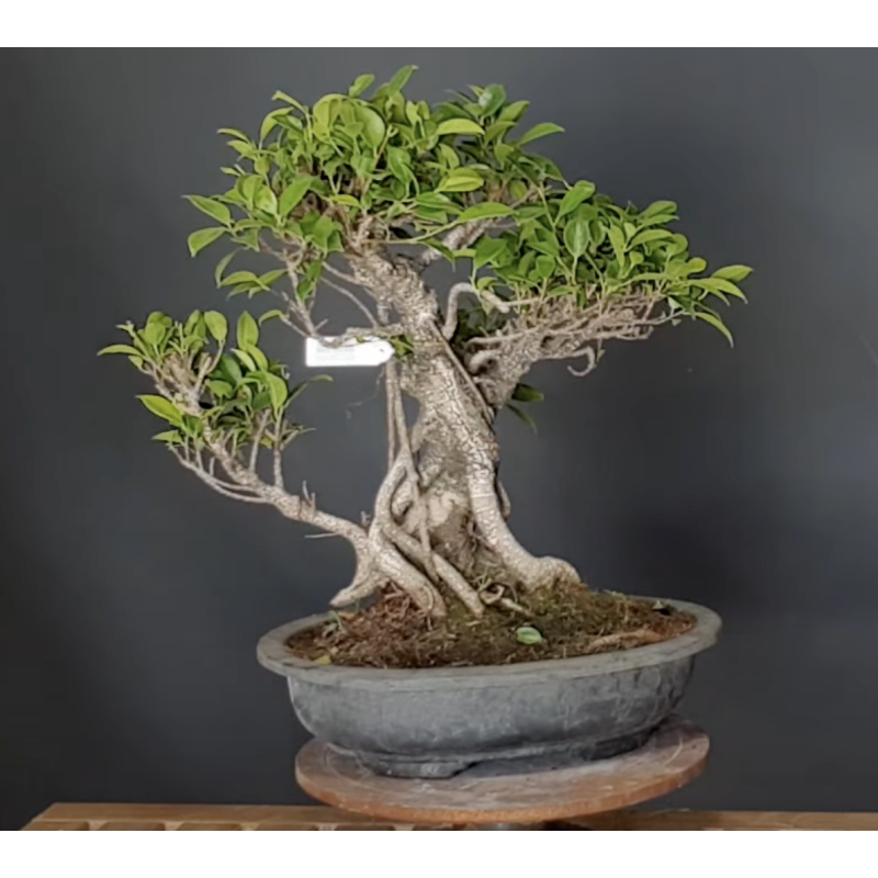 Ficus 690728