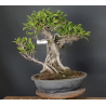 Ficus 690728