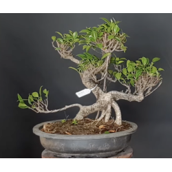 Ficus 690790