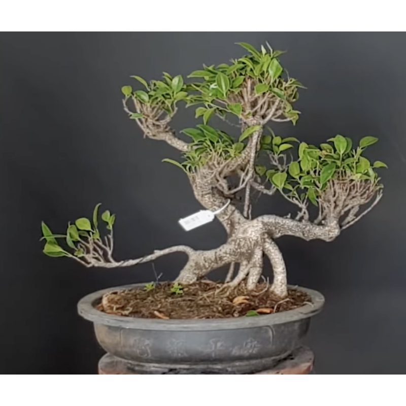 Ficus 690790