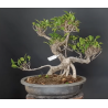 Ficus 690790