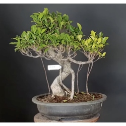 Ficus 690751