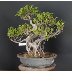 Ficus 690786