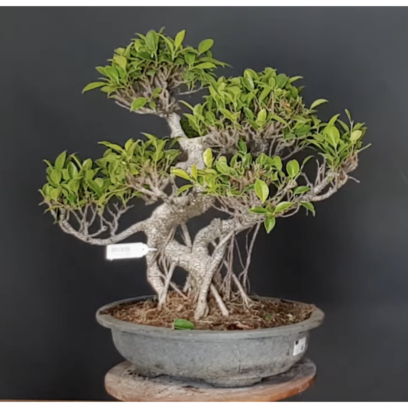 Ficus 690786