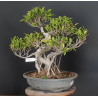 Ficus 690786