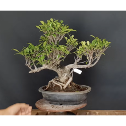 Ficus 690787