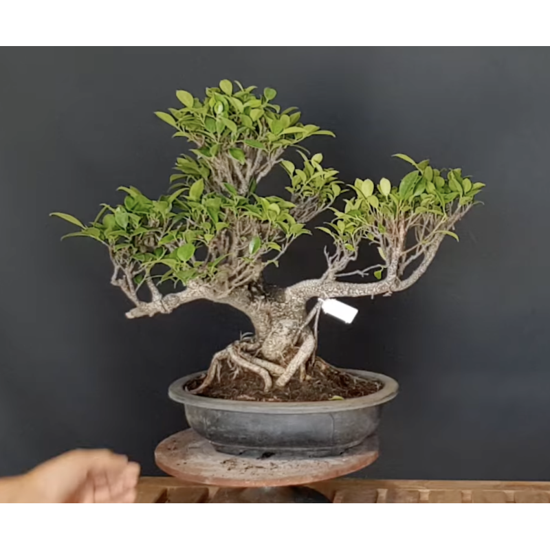 Ficus 690787