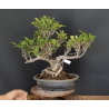 Ficus 690787