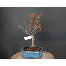 Arce Palmatum Deshojo 690732