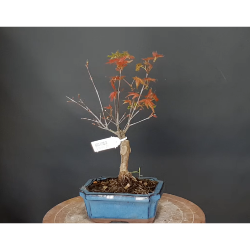 Arce Palmatum Deshojo 690732