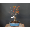 Arce Palmatum Deshojo 690732