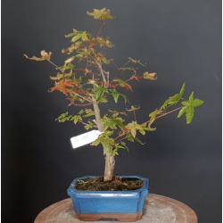 Arce Palmatum Deshojo 690788