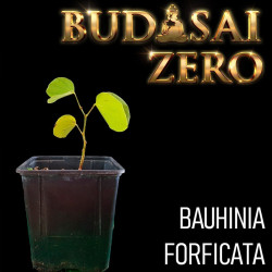 Budasai Bonsai Zero URBANO...