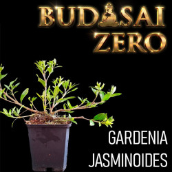 Budasai Bonsai Zero URBANO...