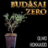 Budasai Bonsai Zero URBANO Olmo Hokkaido "seiju"
