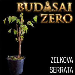 Budasai Bonsai Zero URBANO...