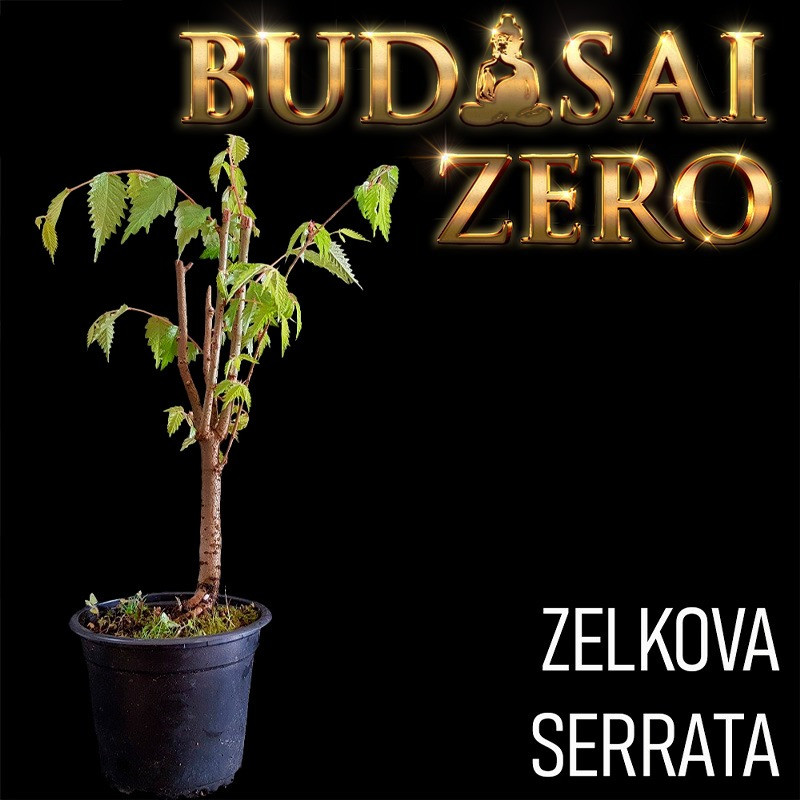 Budasai Bonsai Zero URBANO Zelkova serrata