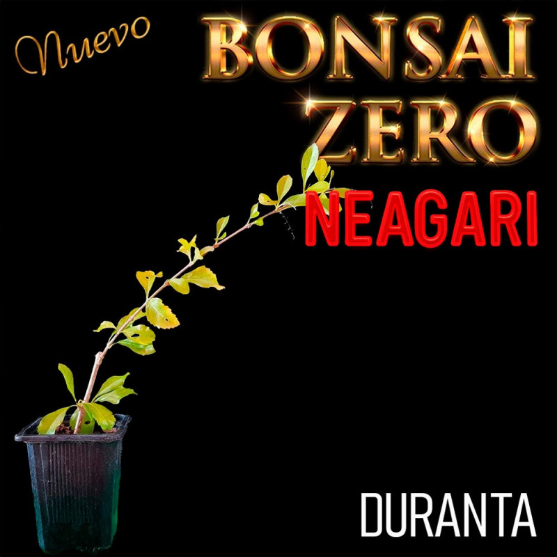 Neagari Bonsai Zero URBANO Duranta Repens