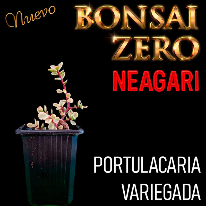 Neagari Bonsai Zero URBANO Portulacaria Variegada