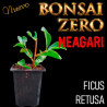 Neagari Bonsai Zero URBANO Ficus Retusa