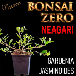 Neagari Bonsai Zero URBANO...