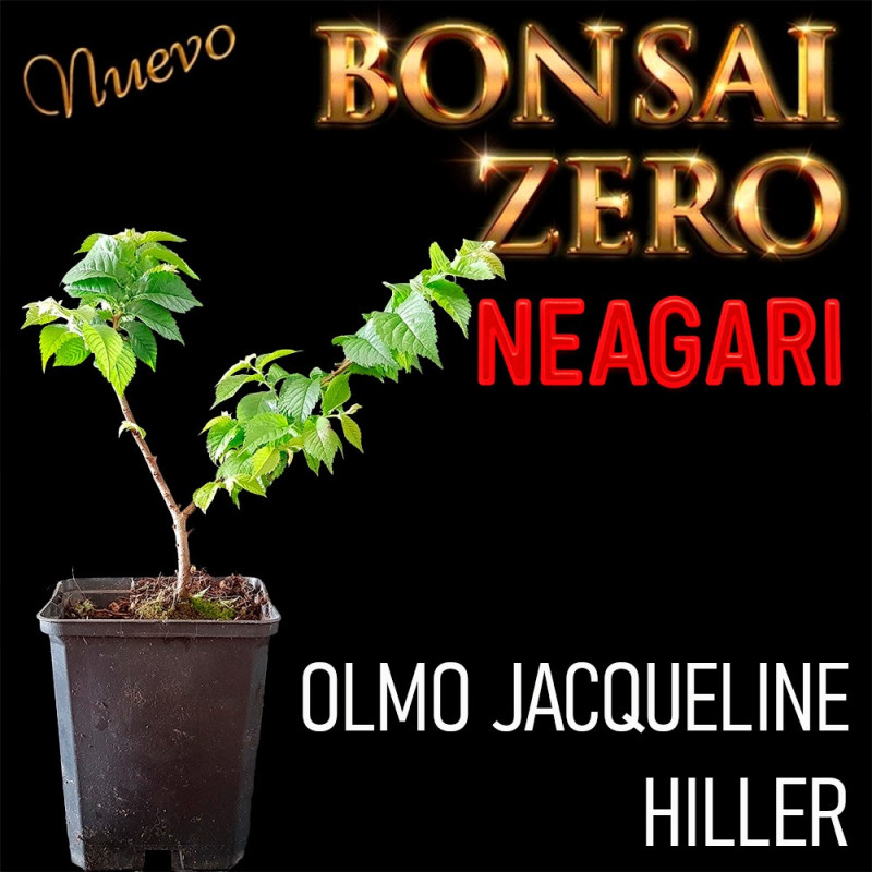 Neagari Bonsai Zero URBANO Olmo Jacqueline Hiller