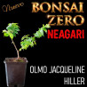Neagari Bonsai Zero URBANO Olmo Jacqueline Hiller