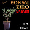 Neagari Bonsai Zero URBANO Olmo Hokkaido "seiju"