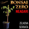 Neagari Bonsai Zero URBANO Zelkova serrata