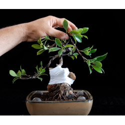 Ficus ISHITSUKI 690791