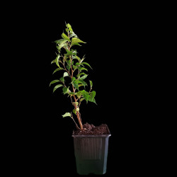 Ficus Benjamina "Natasja"