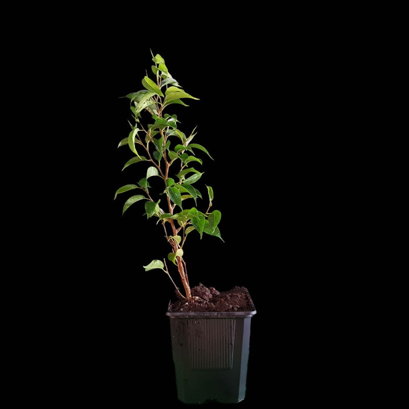 Ficus Benjamina "Natasja"